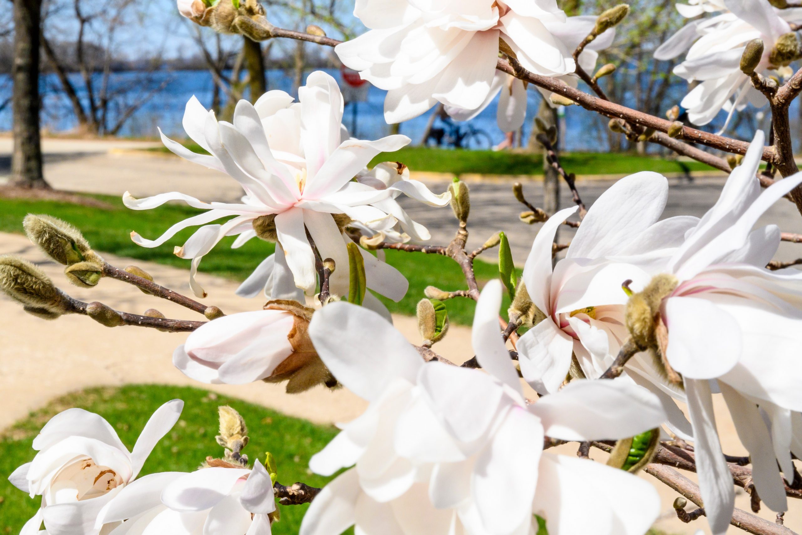 spring flowers on campus